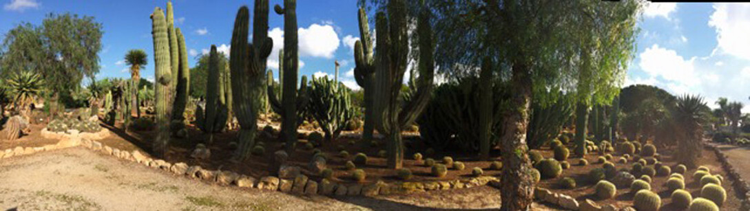 Botani Cactus Ses Salines